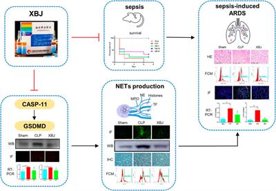 Xuebijing injection inhibited neutrophil extracellular traps to reverse lung injury in sepsis mice via reducing Gasdermin D